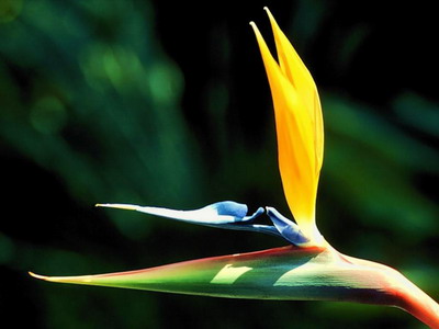 Bird of paradise perla farms