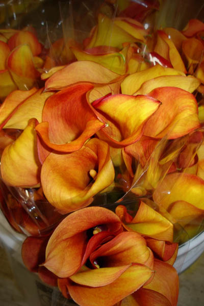 PERLA FARMS CALLAS