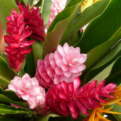 Ginger tropical flowers perla farms