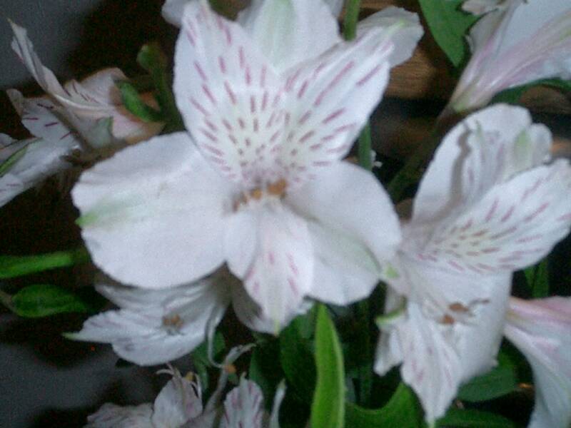 ALSTROMERIA PERLA FARMS