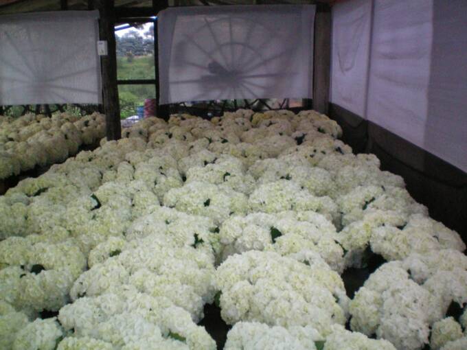 HYDRANGEAS PERLA FARMS