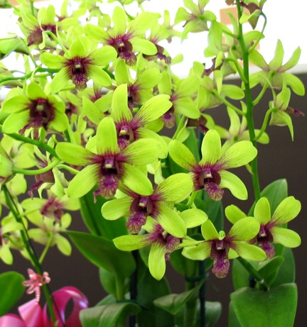 green dendrobium perla farms