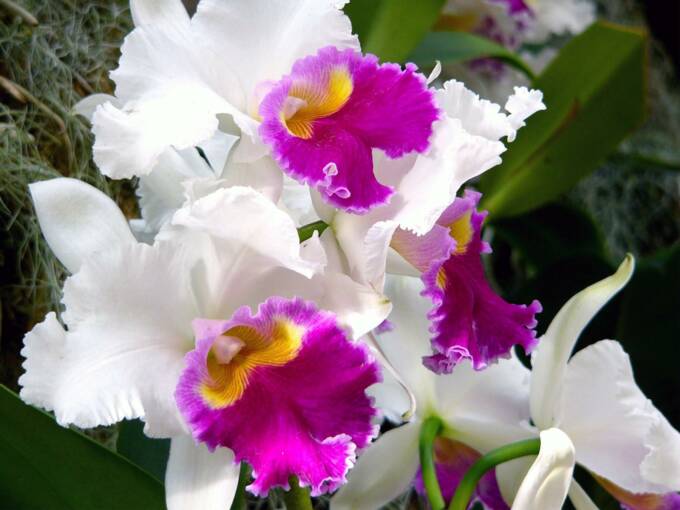 cattleya orchid perla farms