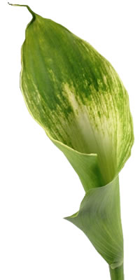 CALLAS PERLA FARMS