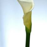 White Calla