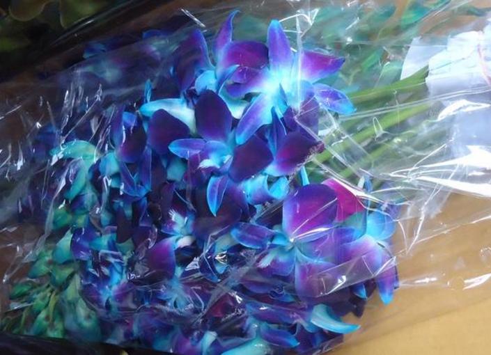 blue orchids flower