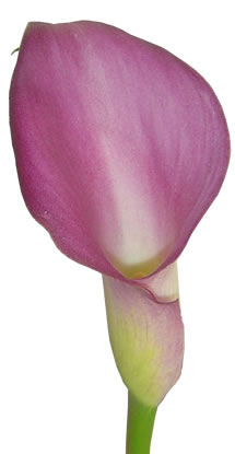 PERLA FARMS LAVANDER CALLA