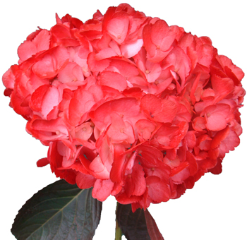 red hydrangeas perla farms