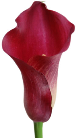 PERLA FARMS CALLA LILIES
